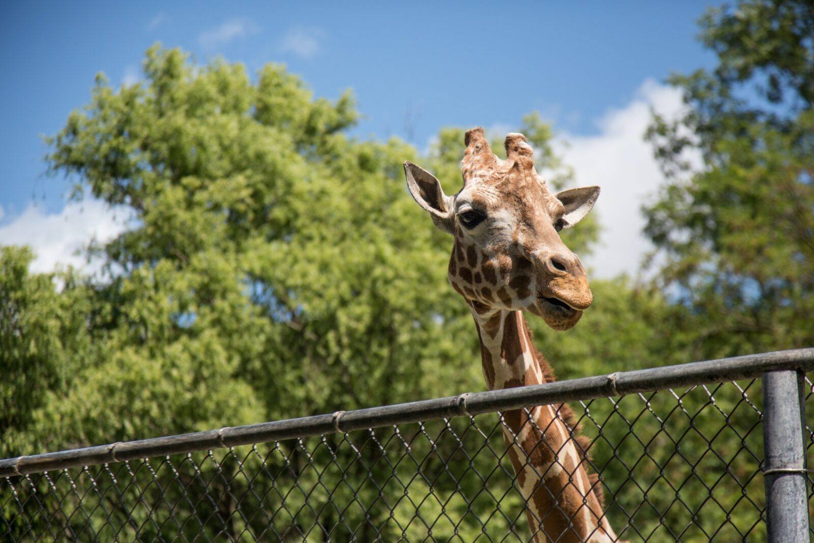 A giraffee looks over the fence.